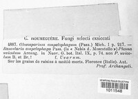 Elsinoe ampelina image